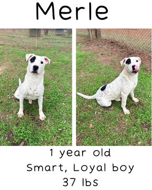 Merle, American Bulldog, young, available for adoption