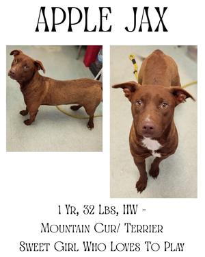 Apple Jax, American Staffordshire Terrier/Mountain Cur, young, available for adoption