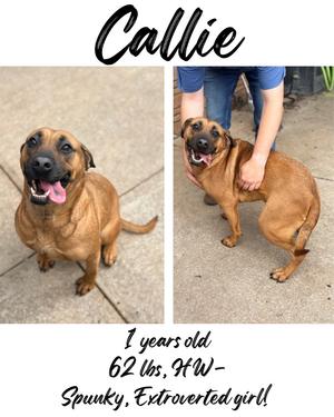 Callie, Black Mouth Cur, adult, available for adoption
