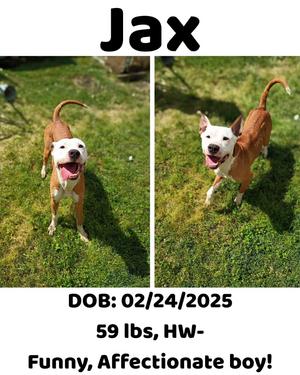 Jax, Mixed Breed, young, available for adoption