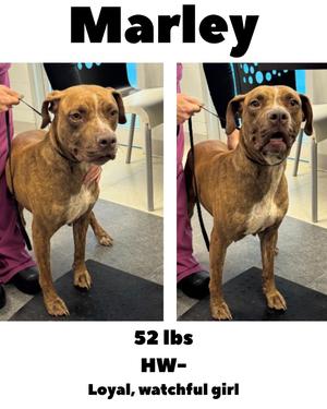 Marley, Mixed Breed, adult, available for adoption
