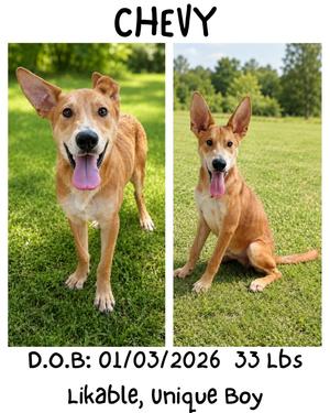 Chevy, Carolina Dog/Basenji, young, available for adoption