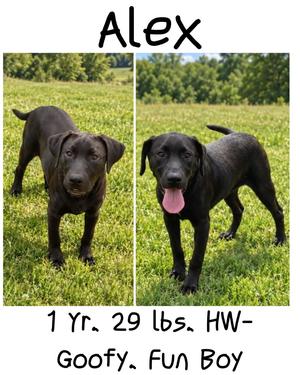 Alex, Labrador Retriever/German Shorthaired Pointer, young, available for adoption
