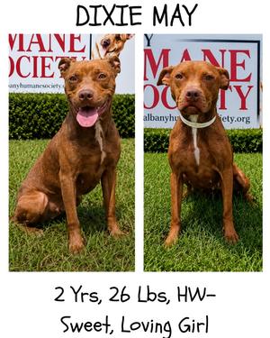 Dixie May, American Staffordshire Terrier/Mountain Cur, adult, available for adoption