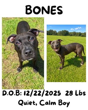 Bones, Mountain Cur/Plott Hound, young, available for adoption