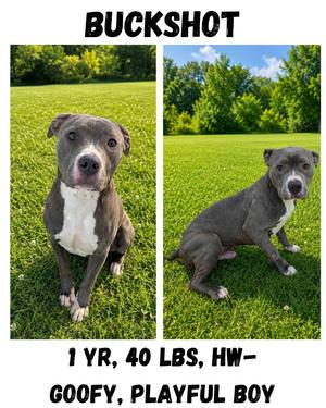 Buckshot, American Staffordshire Terrier/American Bulldog, young, available for adoption