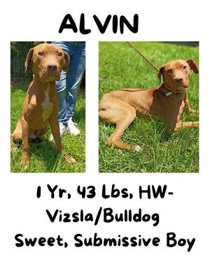 Alvin, Vizsla/American Bulldog, young, available for adoption