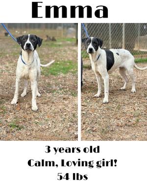 Two photos of a black and white dog named Emma. Below the photos, it says "3 years old, Calm, Loving girl! 54 lbs".