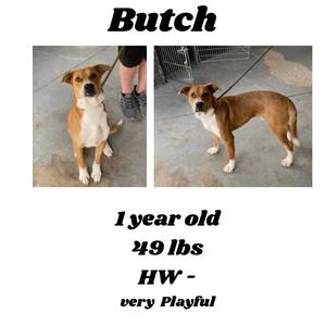 Image of a dog named Butch