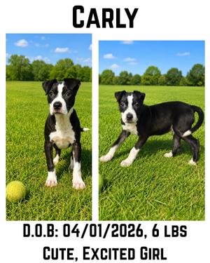 Carly, Boston Terrier/Rat Terrier, young, available for adoption