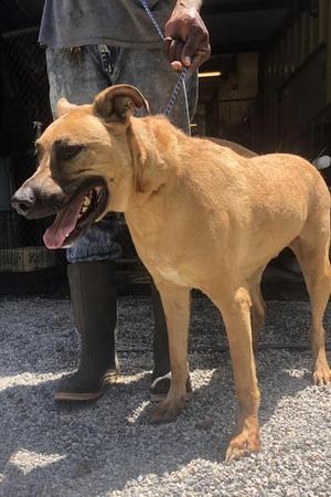 Bruce (Brutus), Shepherd/Mixed Breed, senior, available for adoption