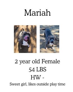 Two photos of a pitbull dog named Mariah. The left photo shows the dog looking up with its tongue out. The right photo shows the dog standing and looking at the camera. Below the photos it says '2 year old Female 54 LBS HW - Sweet girl, likes outside play time'.