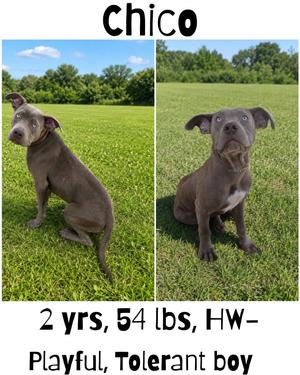 Chico (CoCo), Weimaraner/American Staffordshire Terrier, adult, available for adoption