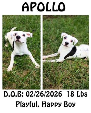 Apollo, Dalmatian/German Shorthaired Pointer, young, available for adoption