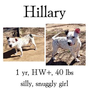 Image of a dog named Hillary. The dog is white with black spots and has one ear up and one ear down. The text below the image says '1 yr, HW+, 40 lbs silly, snuggly girl'