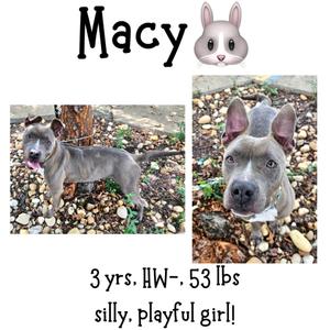 Image of a dog named Macy, with text indicating age and personality