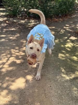 A light-colored dog wearing a light blue tutu and a rawhide bone in its mouth is walking towards the camera outside on a paved path.