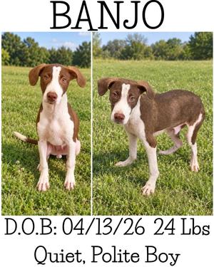 Banjo, German Shorthaired Pointer/English Pointer, young, available for adoption