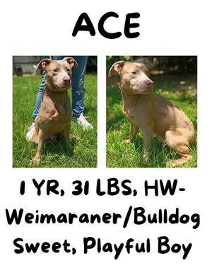 Two photos of a light brown dog named Ace, sitting on grass. The dog is a 1-year-old, 31-pound Weimaraner/Bulldog mix. Text below the photos describes him as a sweet, playful boy.