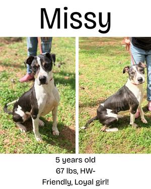 Missy, Mixed Breed, adult, available for adoption