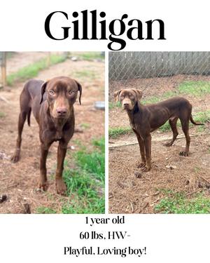 Gilligan, Labrador Retriever/Mixed Breed, young, available for adoption