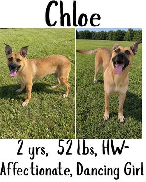 Chloe, Shepherd/Labrador Retriever, adult, available for adoption