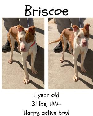 Briscoe, Mixed Breed, young, available for adoption