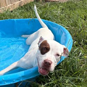 Shelby, Pit Bull Terrier, puppy, available for adoption