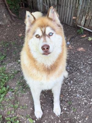 Sloth, Siberian Husky, adult, available for adoption