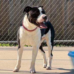 Marshall, Pit Bull Terrier, adult, available for adoption