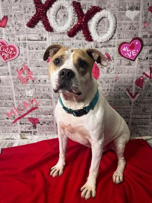 Quasimodo, Bulldog, senior, available for adoption