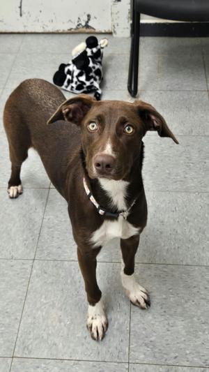 Mochi, Australian Shepherd, puppy, available for adoption