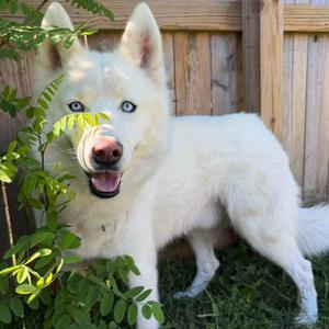 Ghost, Siberian Husky, adult, available for adoption