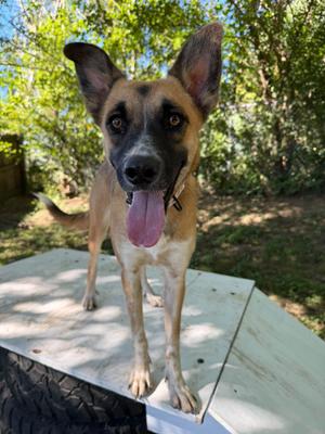Nix, German Shepherd Dog, adult, available for adoption