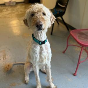 Rye, Goldendoodle, adult, available for adoption