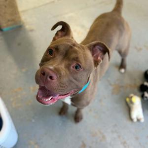 A brown dog with a blue collar looking up with its mouth open.