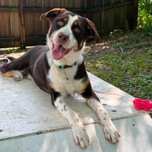 Bingo, Border Collie / Labrador Retriever, adult, available for adoption
