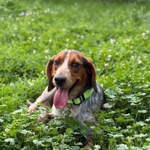Buckskin, Beagle, adult, available for adoption