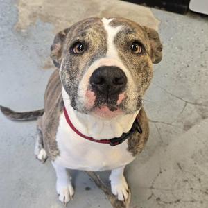 A brindle and white dog with a red collar looking up at the camera.