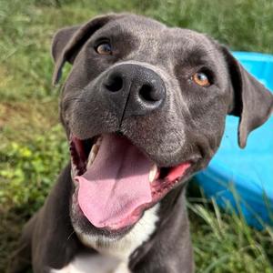 Socks, Pit Bull Terrier, adult, available for adoption