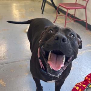 Hailey, Pit Bull Terrier, adult, available for adoption