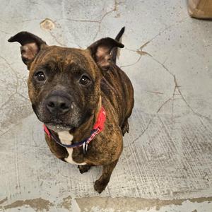 Trixie, Staffordshire Bull Terrier / Boxer, adult, available for adoption