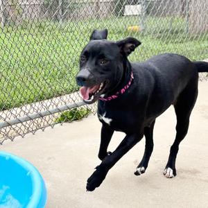 Margarita, Labrador Retriever, adult, available for adoption