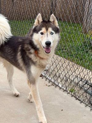 Baddaboom, Siberian Husky, adult, available for adoption