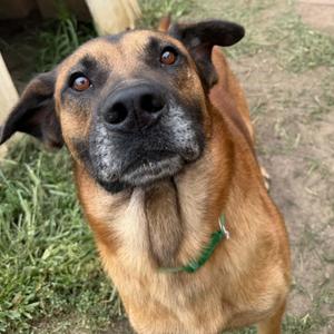 Marlboro, German Shepherd Dog, adult, available for adoption