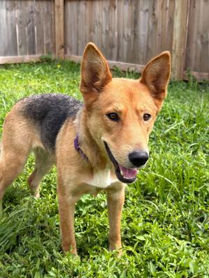 Camero, German Shepherd Dog / Hound, young, available for adoption