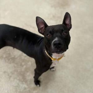 Champagne, Pit Bull Terrier, adult, available for adoption
