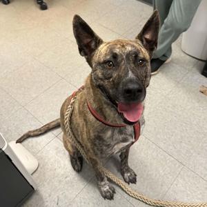 Nyla, Belgian Shepherd / Malinois / Pit Bull Terrier, adult, available for adoption