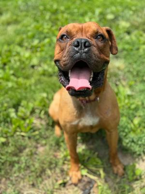 Satch, Boxer, adult, available for adoption