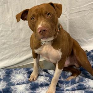Shaboozy, Pit Bull Terrier, adult, available for adoption